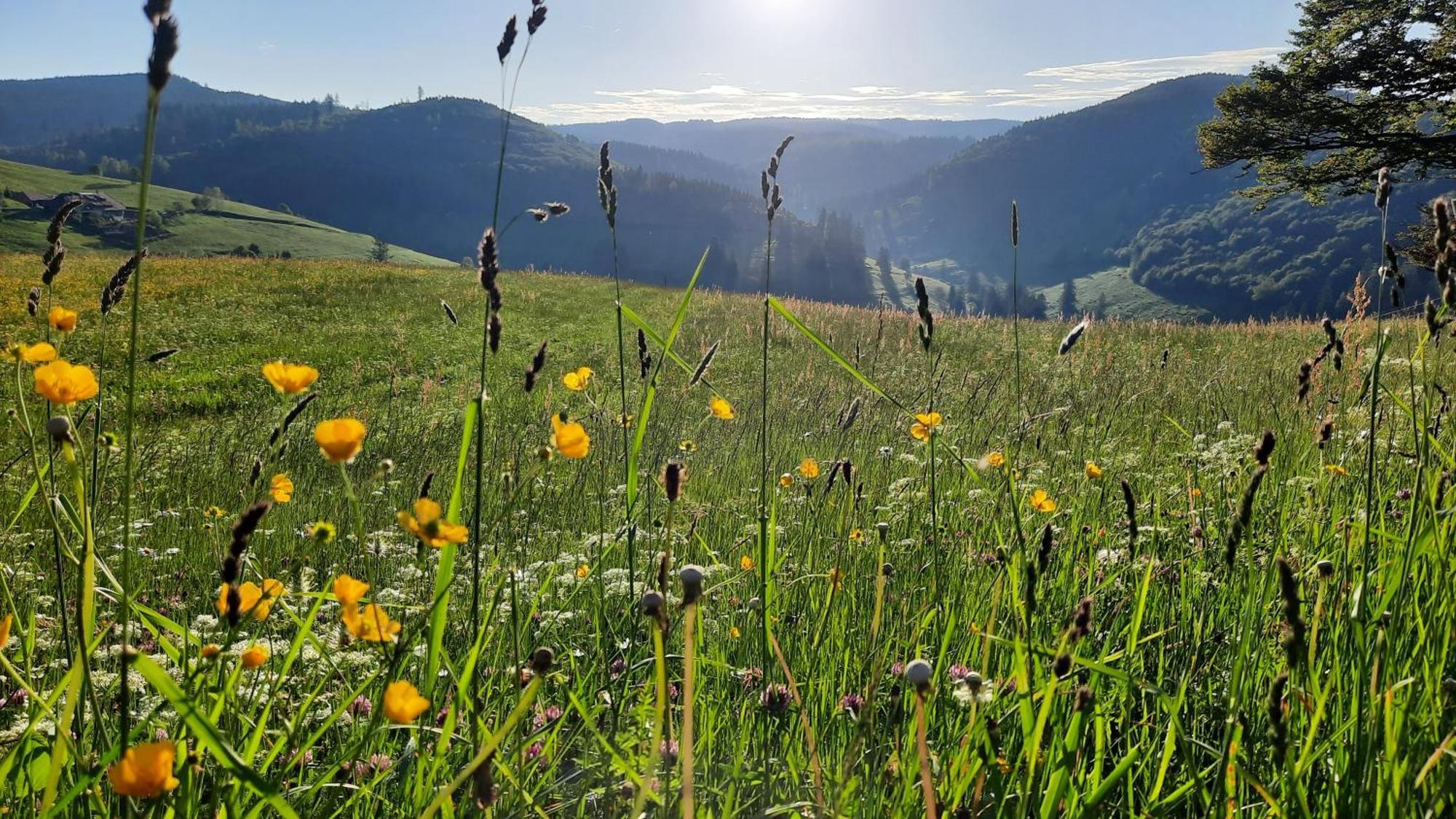 Gruener Baum Naturparkhotel & Schwarzwald-Restaurant Todtnau Eksteriør billede